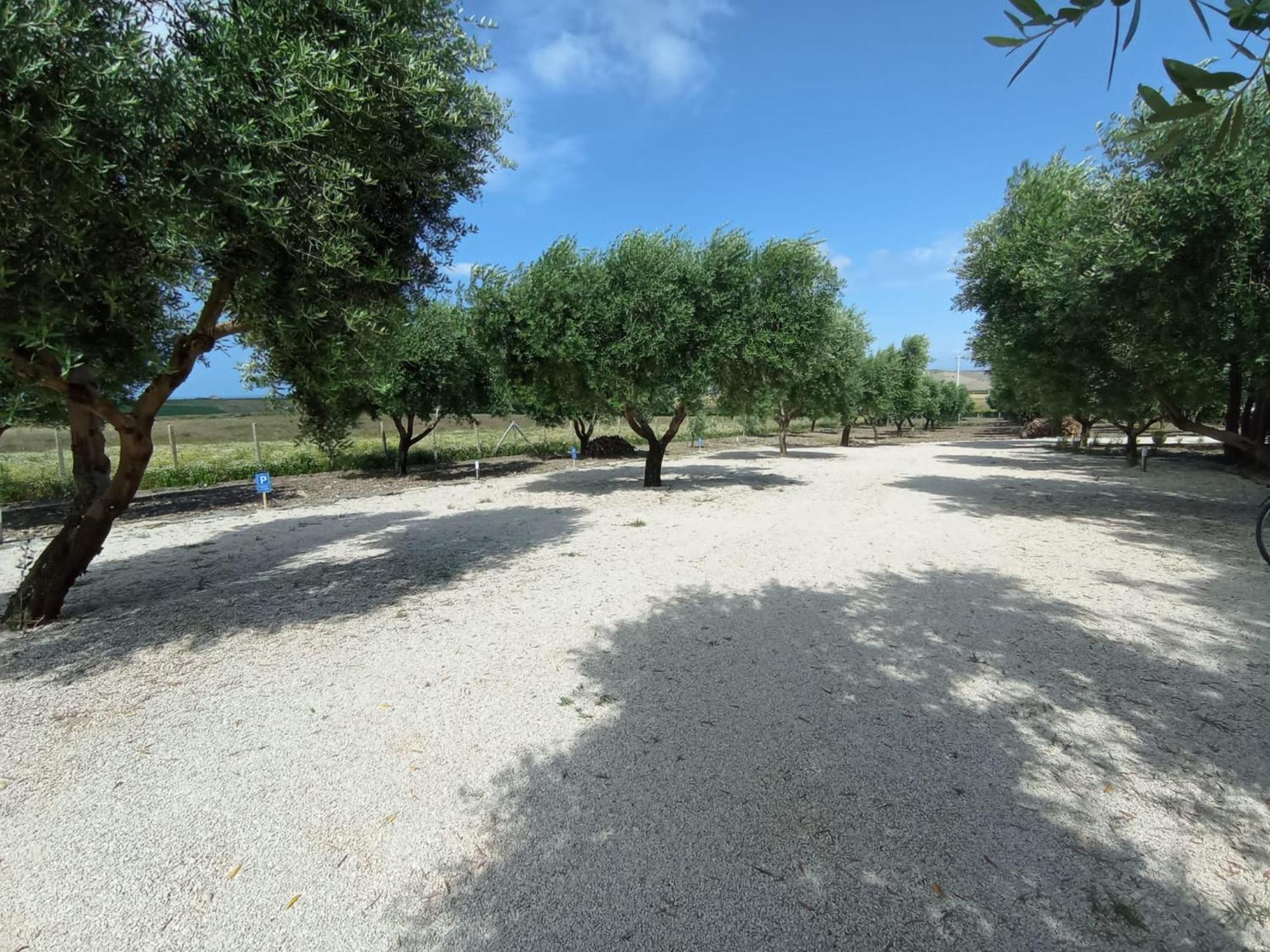 Tenuta Viale Degli Ulivi San Martino in Pensilis Exteriör bild